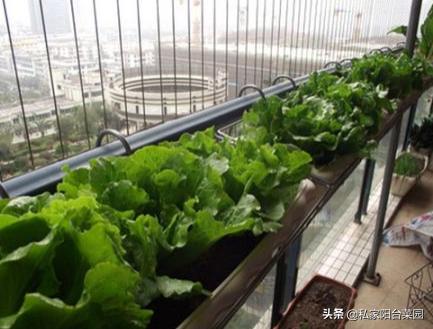 阳台种菜小飞虫用什么药,阳台种菜有小飞蛾蚊虫怎么处理