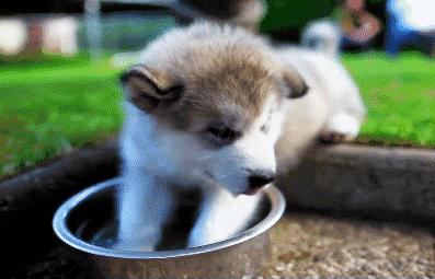 白开水英语正确发音,白开水用英语说是whitewater吗