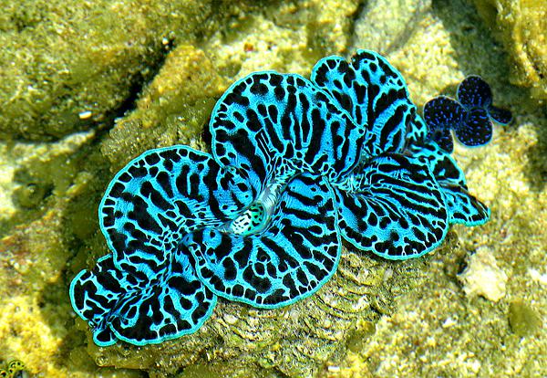 韩国小姐姐吃蛤蜊豆腐汤,韩国小姐姐吃大八爪鱼倒霉瞬间