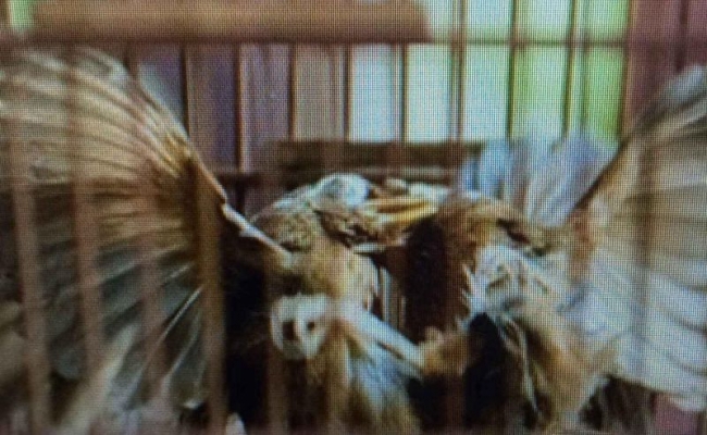 画眉鸟打斗最佳状态,画眉鸟打斗的黄金要素