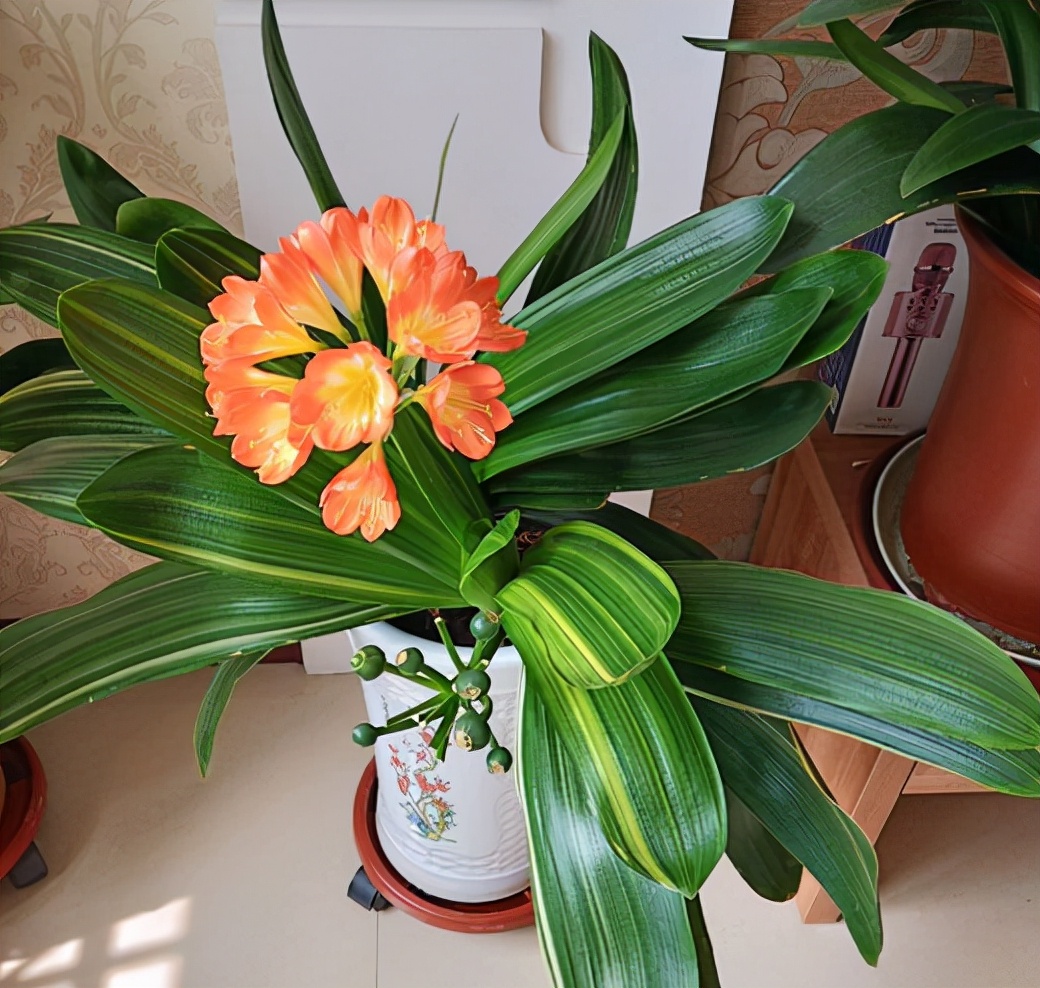 扦插最好成活的十种植物,扦插繁殖的植物有哪些