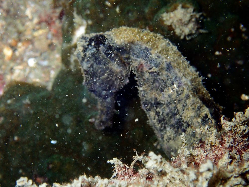 深圳附近海域鱼类大全,深圳海域动物