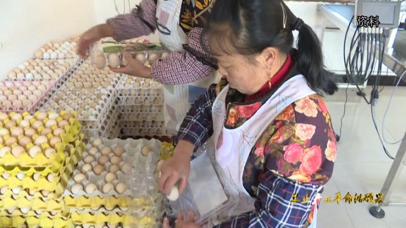 林下养鸡啄开致富路,林下养鸡致富带动贫困户