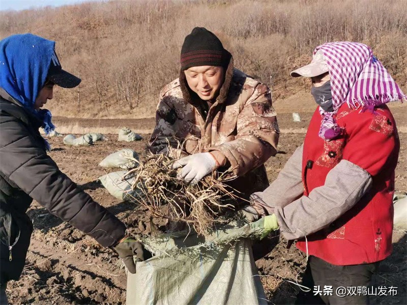 中药材种植生态化发展,中药材生态种植
