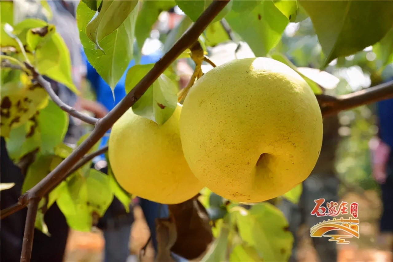 石家庄十大特产美食,石家庄市十大特产