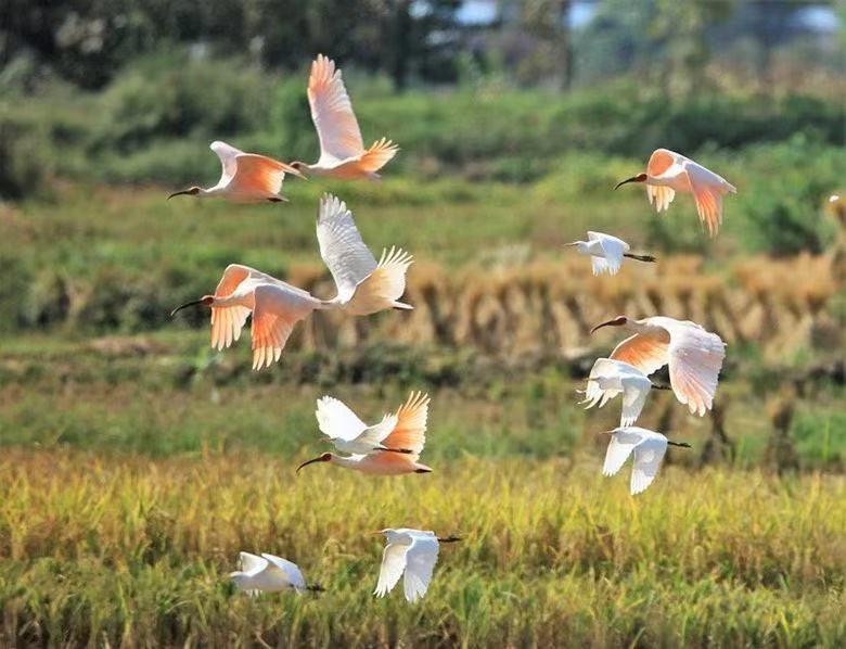 中宣部鲁骥,柳林村鲁骥