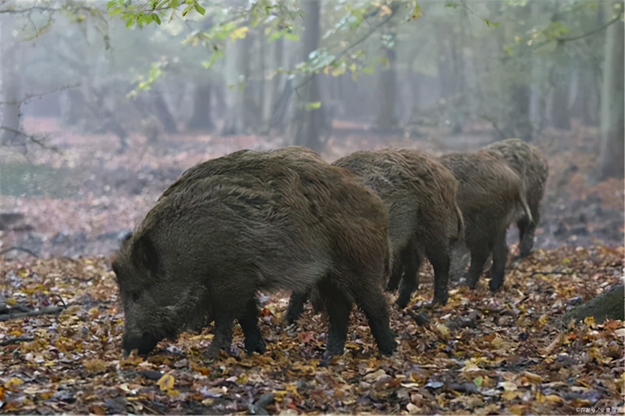大象迁徙事件始末,大象迁徙为什么又回去了