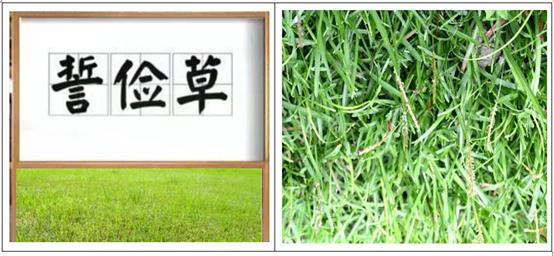 问花水榭诗集,问花古诗翻译