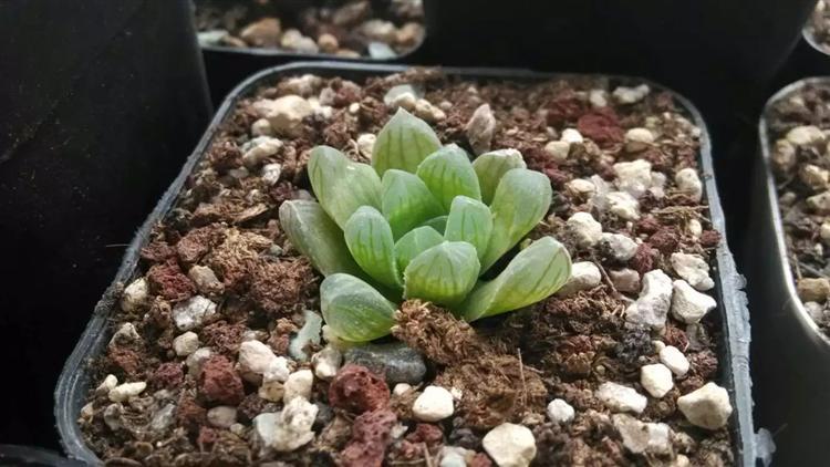 万象十二卷多肉怎么繁殖,多肉十二卷的养殖方法和注意事项