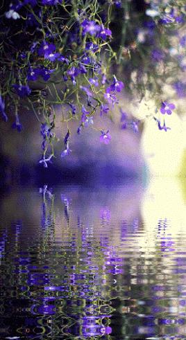 50张极致水中花美照!绝世千年!一次一张!(速看)