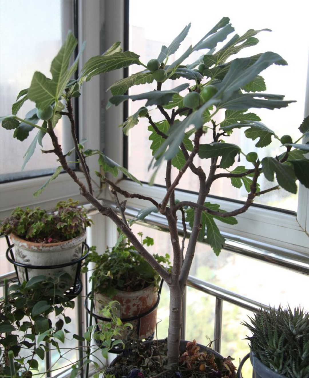 无花果软糯香甜品牌,哪个品种的无花果又大又糯甜