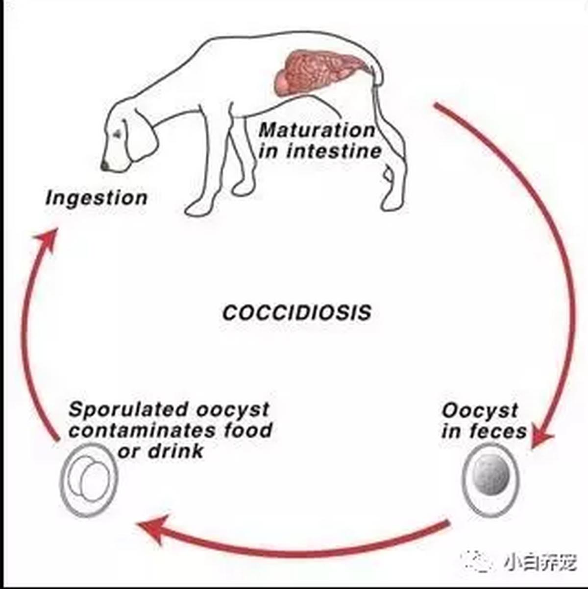狗狗体内外寄生虫有哪些?看完这篇再也不用为这事儿发愁了