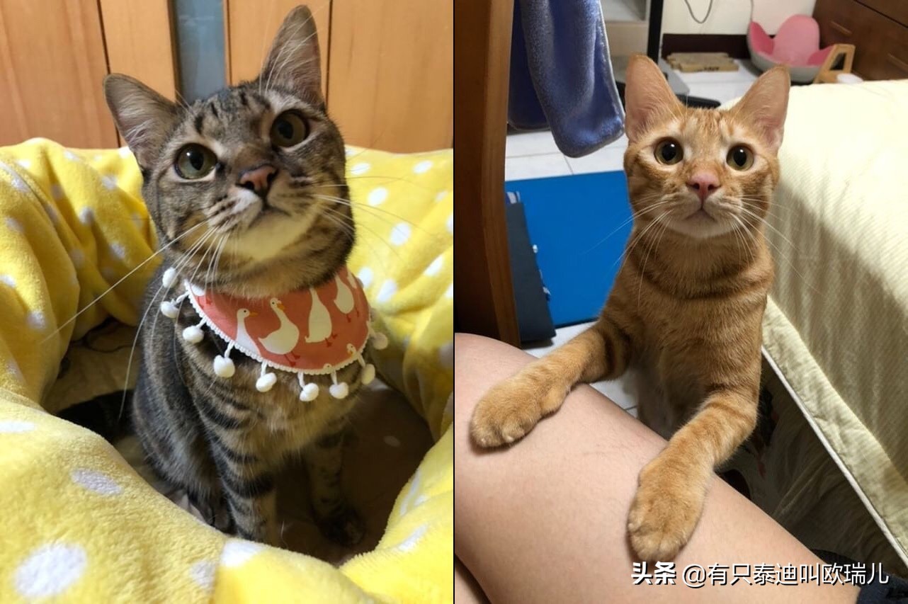 猫咪牙有裂纹了怎么办,猫咪牙齿正常的图