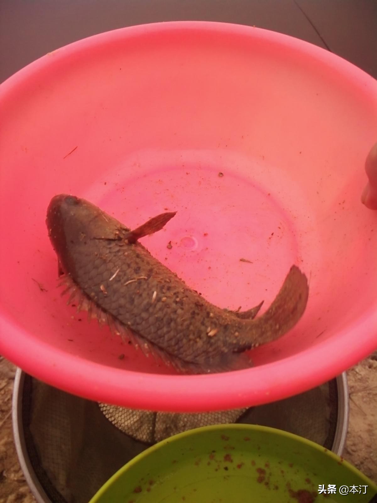 钓鱼怎么选择窝子,石窝钓鲤鱼钓法