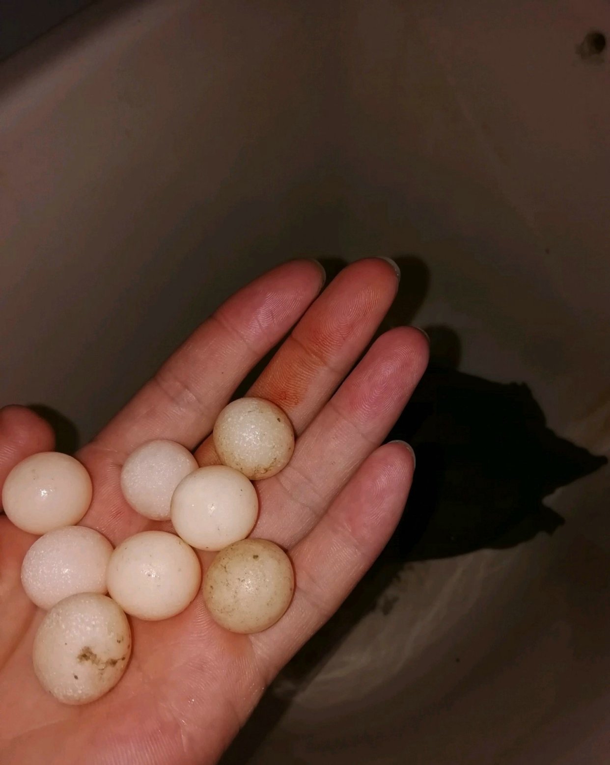 钓到一只野生大甲鱼引围观,养的野生甲鱼下蛋了