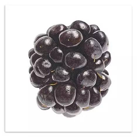 超写实绘画真实吗,超写实的植物绘画