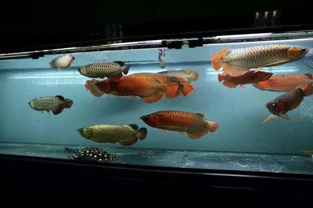 鱼缸不换水直接放硝化细菌可以吗,鱼缸加入硝化细菌需要天天换水吗