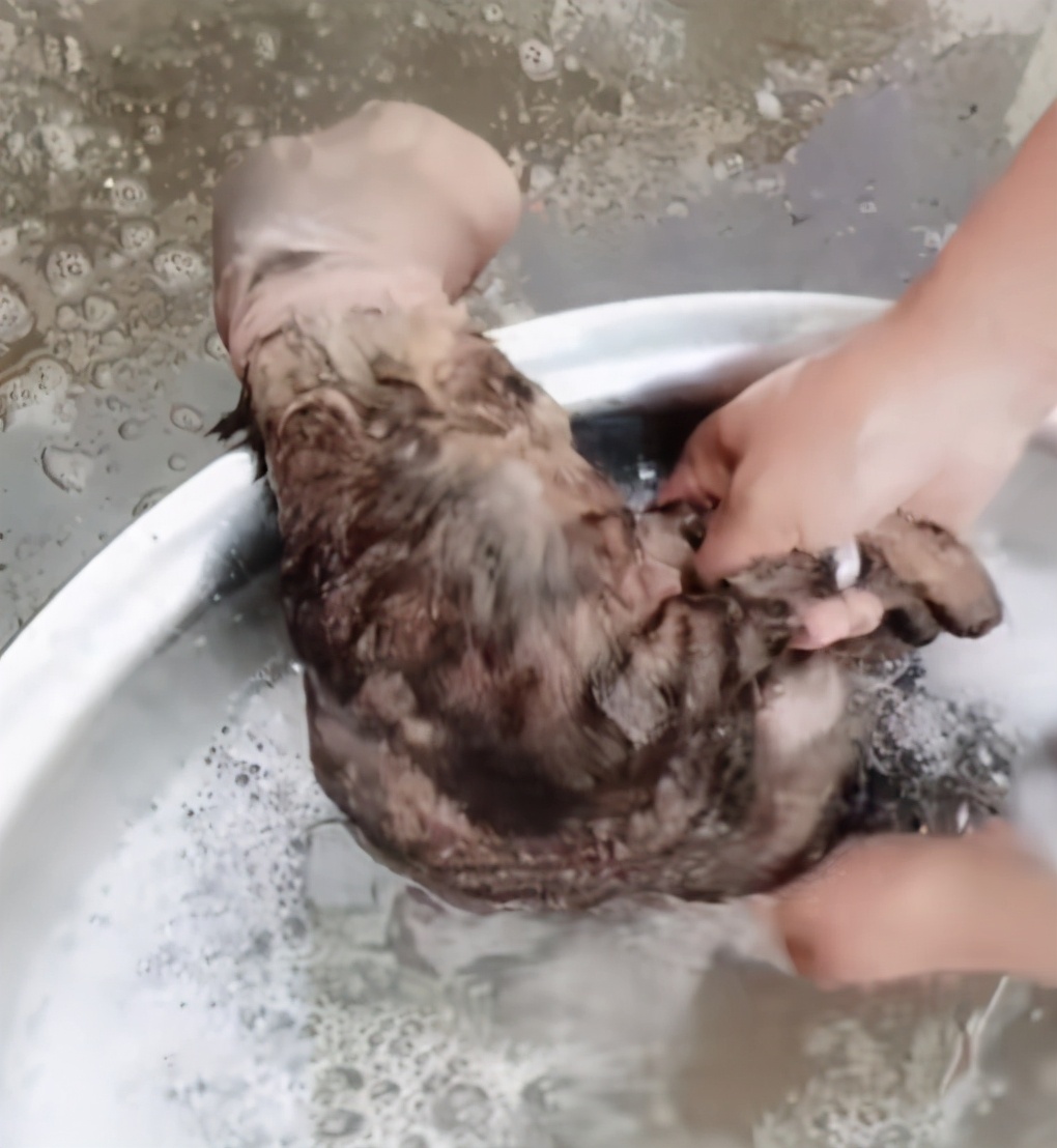 邻居在院子里洗东西,凑近后才发现是只猫:这方法还挺不错的