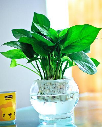 绿萝剪枝水培方法养龟,水培绿萝和鱼一起养