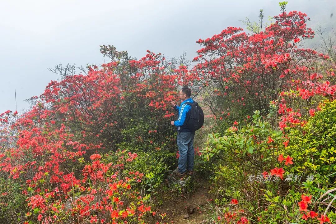 在天露山杜鹃花海丛中劲跳广场舞，这帮广东大妈又火了