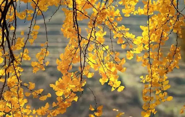 描写秋天句子作文素材,作文素材怎么写关于秋天