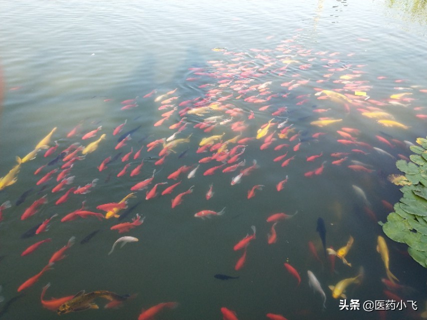 每日医药琥珀,每日医药问答