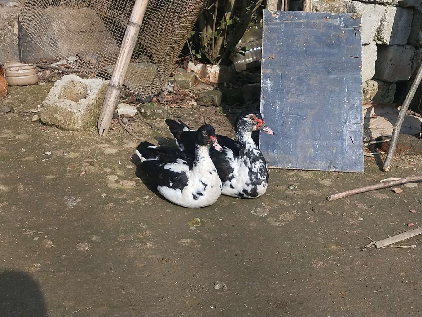 北漂回老家看父母的真实感受,北漂回家感慨