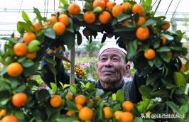 金桔树盆栽果子怎么处理,金桔树盆栽叶子变黄还能变绿吗