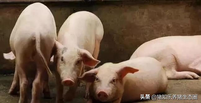 养猪猪舍设计建造,猪舍大棚建造成本