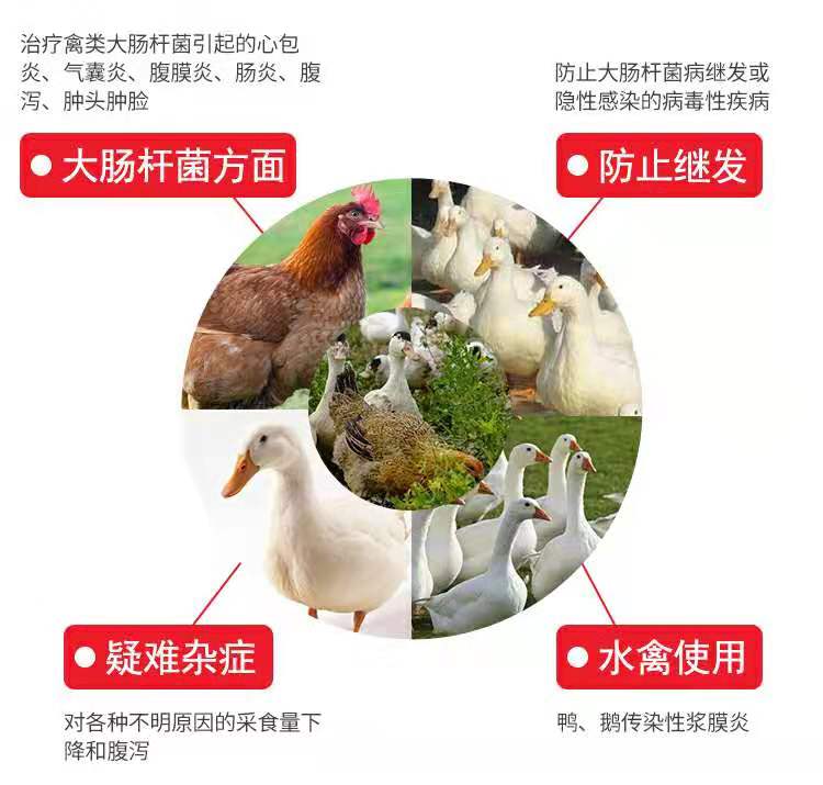 鸡病症状与治疗药方,一年四季预防鸡病用中药