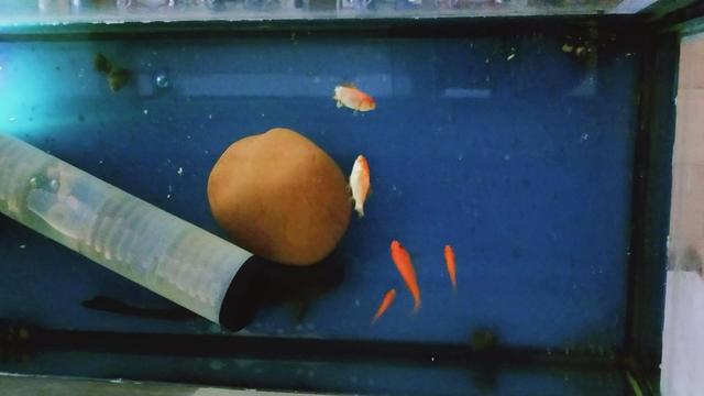 邕江野钓牛尾巴鱼,黄河半碗水半碗沙