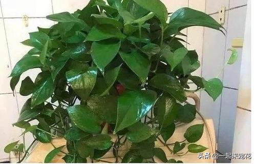 绿萝是个老酒鬼，一周喝一碗，新叶呼呼长，黄叶绿回来