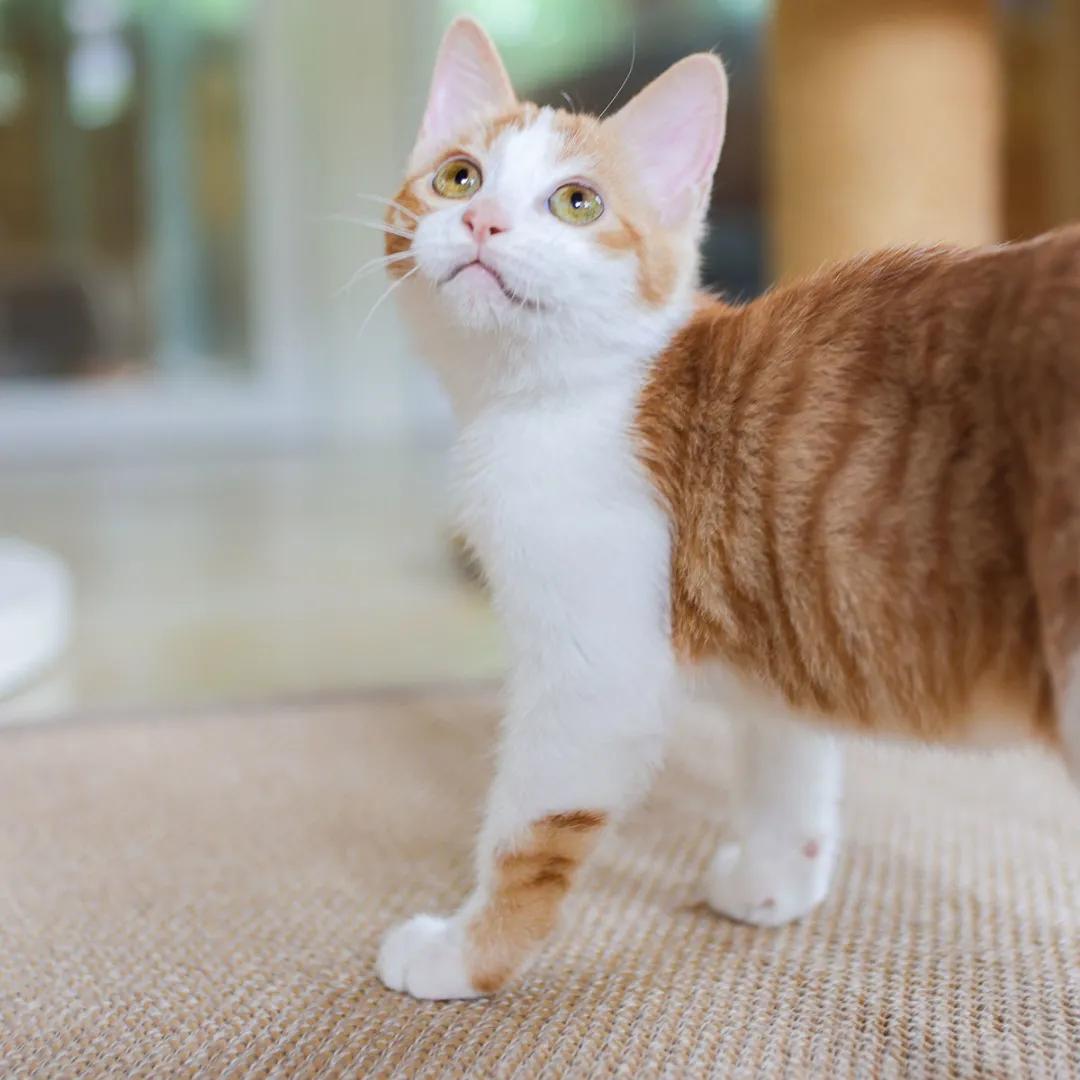 找领养新成员|你好呀，铲屎官