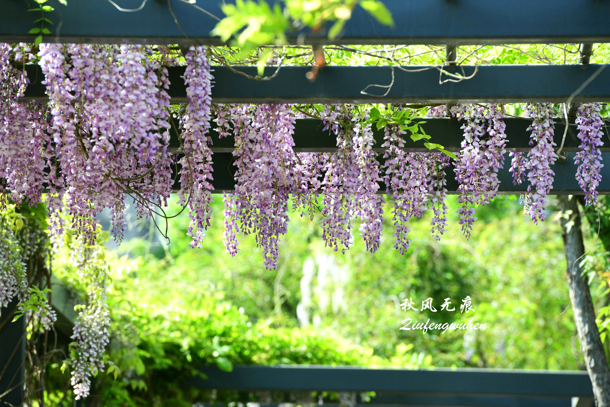 四月的春风西安,四月春风里的樱花