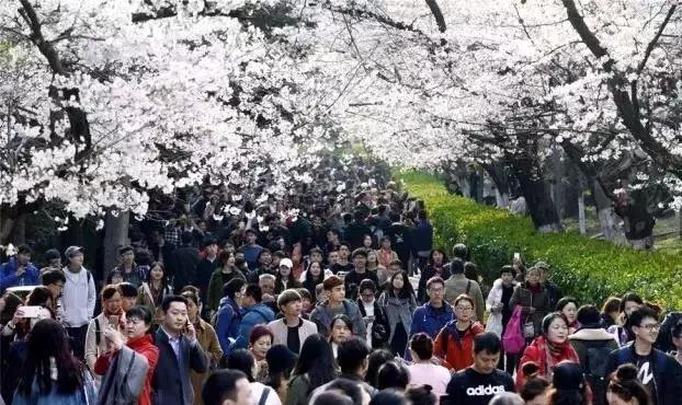 十大赏樱地,赏樱最好的三个地方