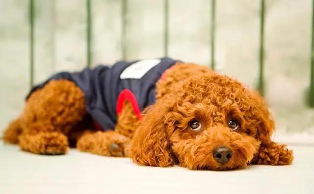 泰迪转来转去发出呜呜声怎么办,泰迪发抖后非要抱不抱就呜呜叫