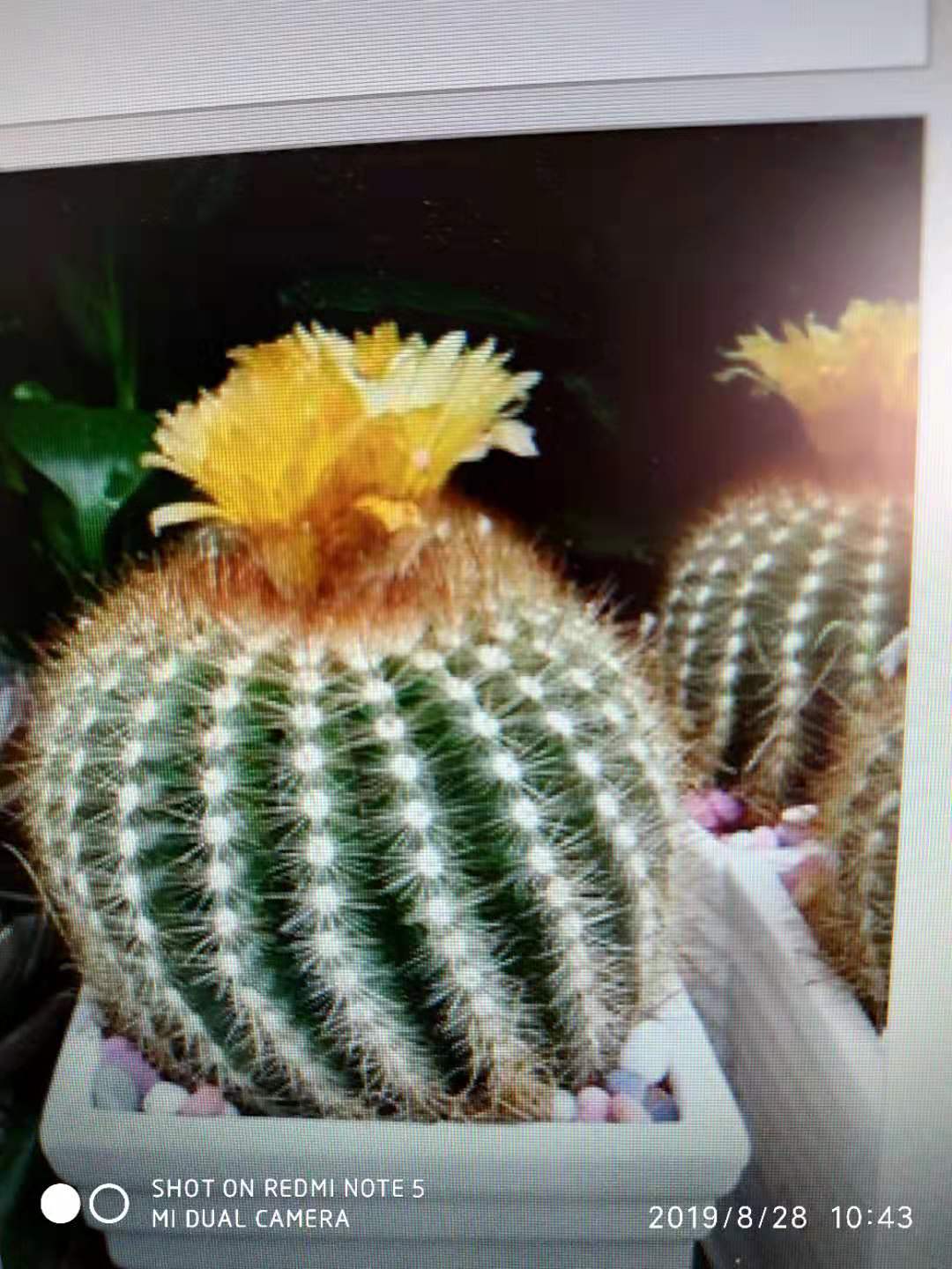 换盆的仙人球能不能晒太阳,刚换盆的仙人球能晒太阳吗