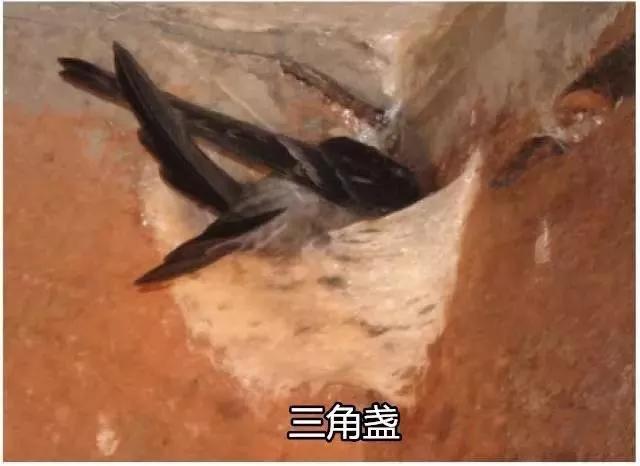 燕窝知识演讲,燕窝知识小视频