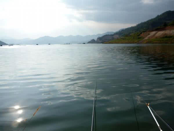 叉尾鮰鱼怎么处理,叉尾鮰的鱼的习性与钓法