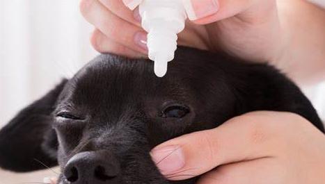 紧急呼救狗狗救命,狗狗救命一招搞定