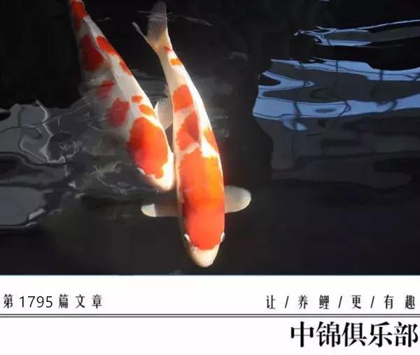 院子鱼池养入门锦鲤,新手养锦鲤和金鱼要用哪些设备