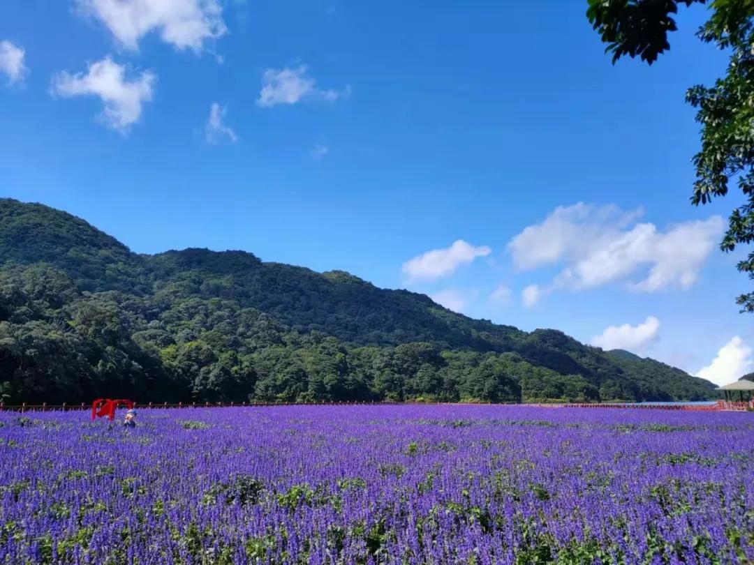 广州公园大片花海,广州哪个地铁站附近有花海