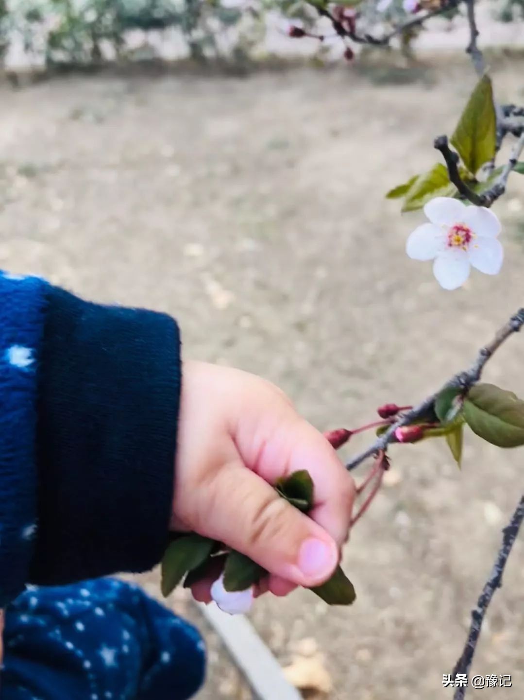 鏁呬埂鑺卞紑姝屾洸,鏁呬埂鑺卞紑姝屾洸鍘熷敱瀹屾暣