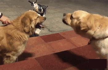 狗言狗语,中国的狗和外国的狗语言一样吗