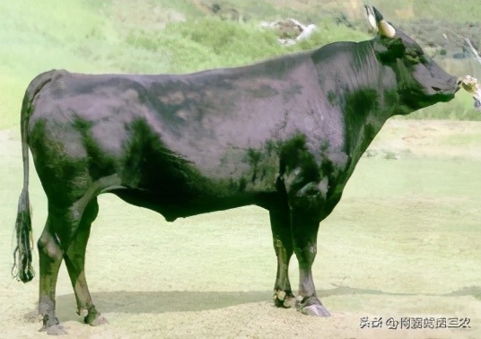出肉率高的牛的样子,出肉率高的牛品质好不好