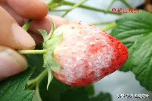 真菌细菌病害区别,作物真菌和细菌识别方法