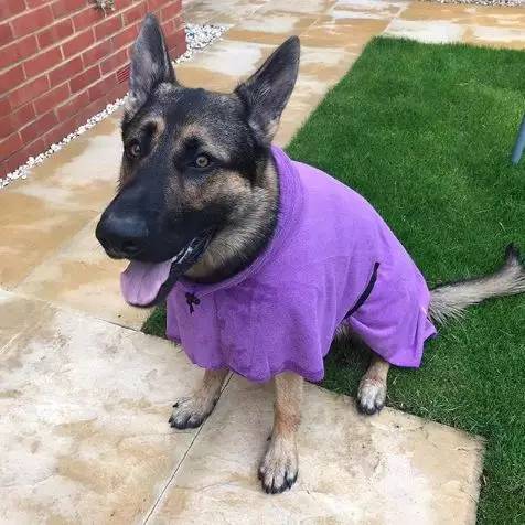 德国牧羊犬凶悍,德国牧羊犬高大威猛