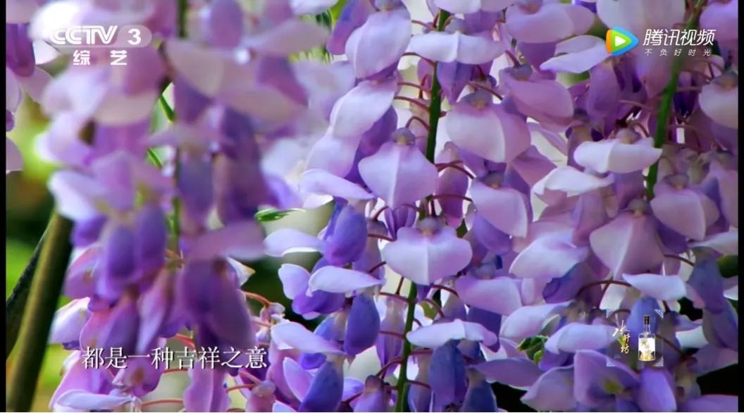 这株四百多年的紫藤，背后是整个江南园林