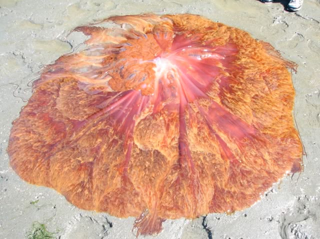 有些水母带有剧毒吗,有一种水母触手很长有毒