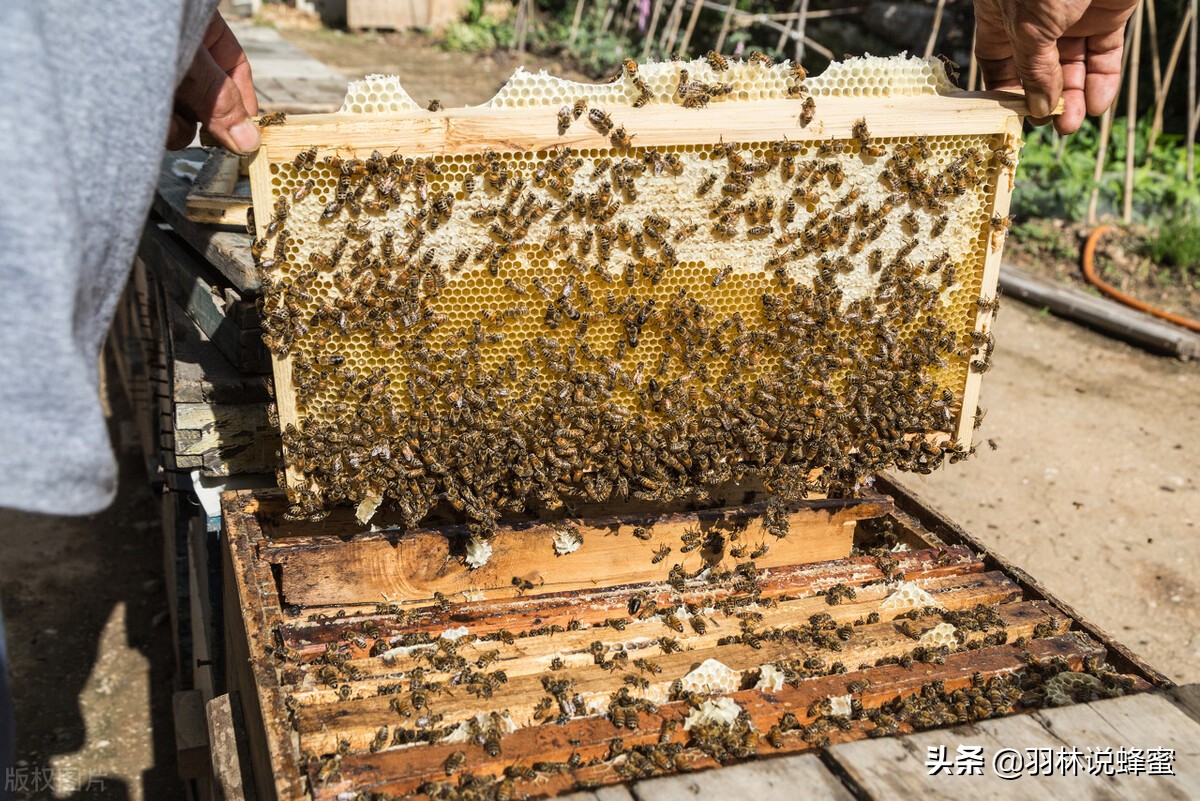 诱捕野蜜蜂的正确方法,怎么样诱捕野生蜜蜂